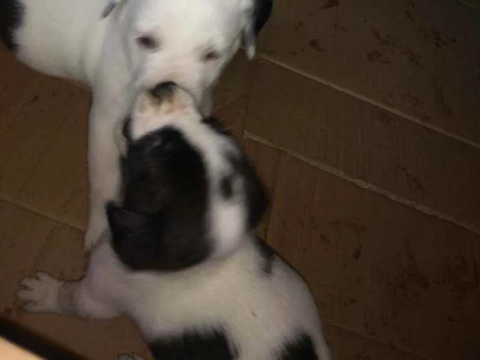Cachorro ra a SRD idade  nome Branco