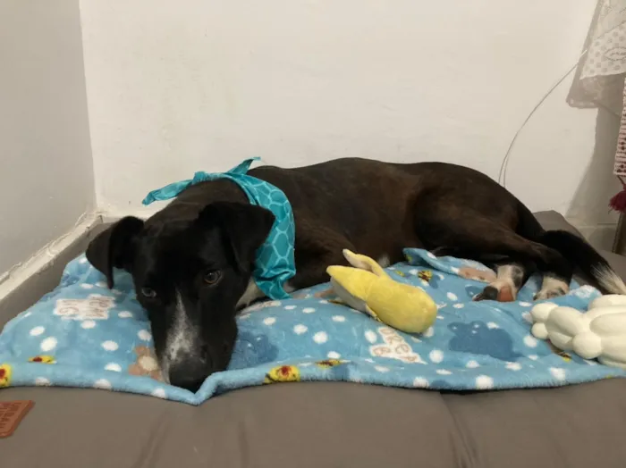 Cachorro ra a SRD-ViraLata idade 1 ano nome Millo