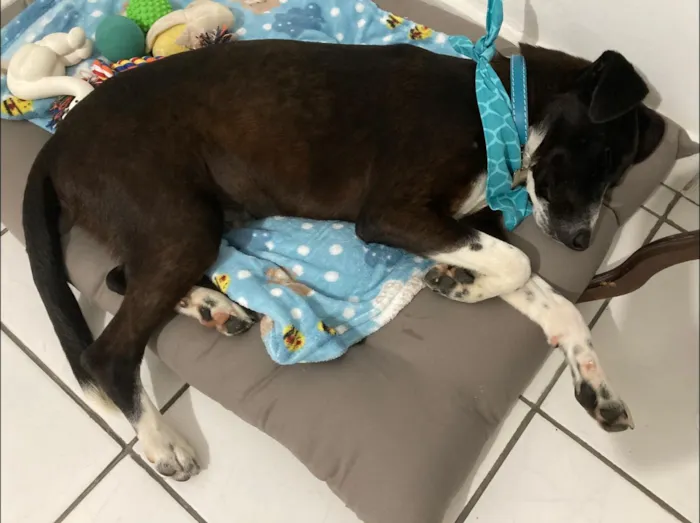 Cachorro ra a SRD-ViraLata idade 1 ano nome Millo