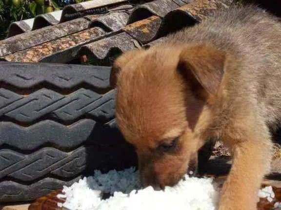 Cachorro raça SRD  idade 2 a 6 meses nome Sem nome 