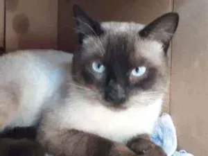 Gato raça S.R.D. idade  nome Tom