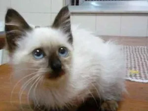 Gato raça Siamês idade 2 a 6 meses nome Nina