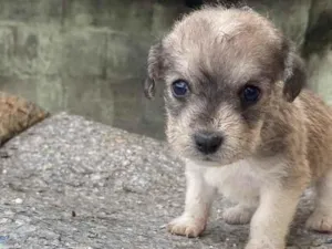 Cachorro raça Mistura de poodle com vira lat idade Abaixo de 2 meses nome Sem nome 