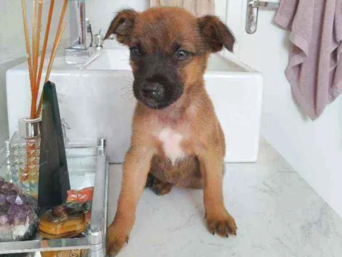 Cachorro ra a Não definida idade Abaixo de 2 meses nome Ted
