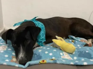Cachorro raça SRD-ViraLata idade 1 ano nome Millo