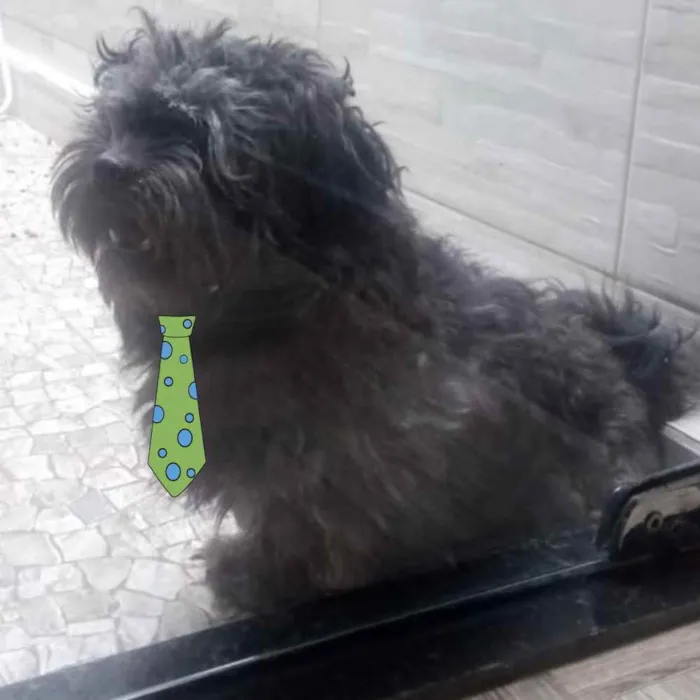 Cachorro ra a Shitzu  idade 3 anos nome Will 