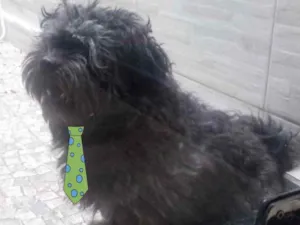 Cachorro raça Shitzu  idade 3 anos nome Will 