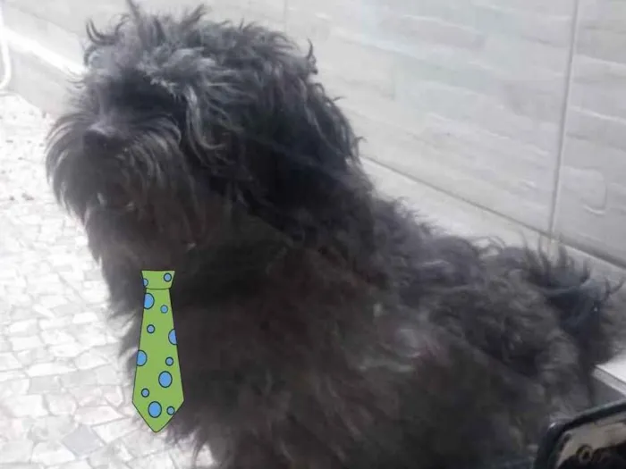 Cachorro ra a Shitzu  idade 3 anos nome Will 