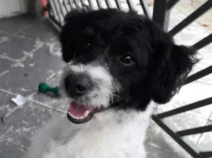 Cachorro raça Sem Raça Definida idade 7 a 11 meses nome Sem nome