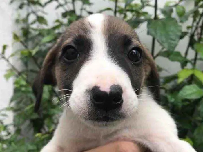 Cachorro raça Sem Raça Definida idade 2 a 6 meses nome Sem nome