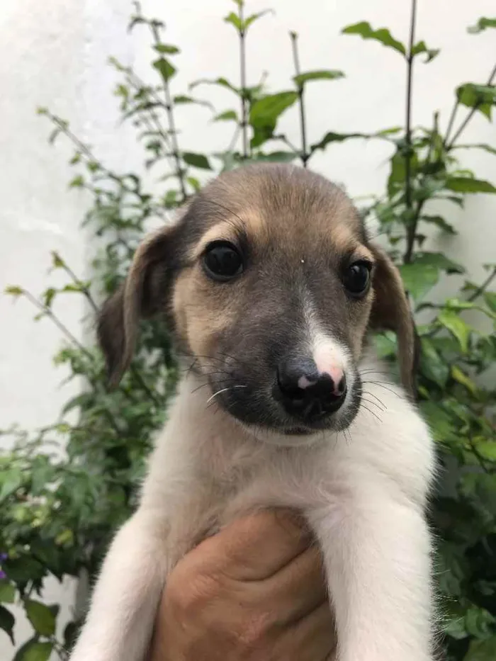 Cachorro raça Sem Raça Definida idade 2 a 6 meses nome Sem nome