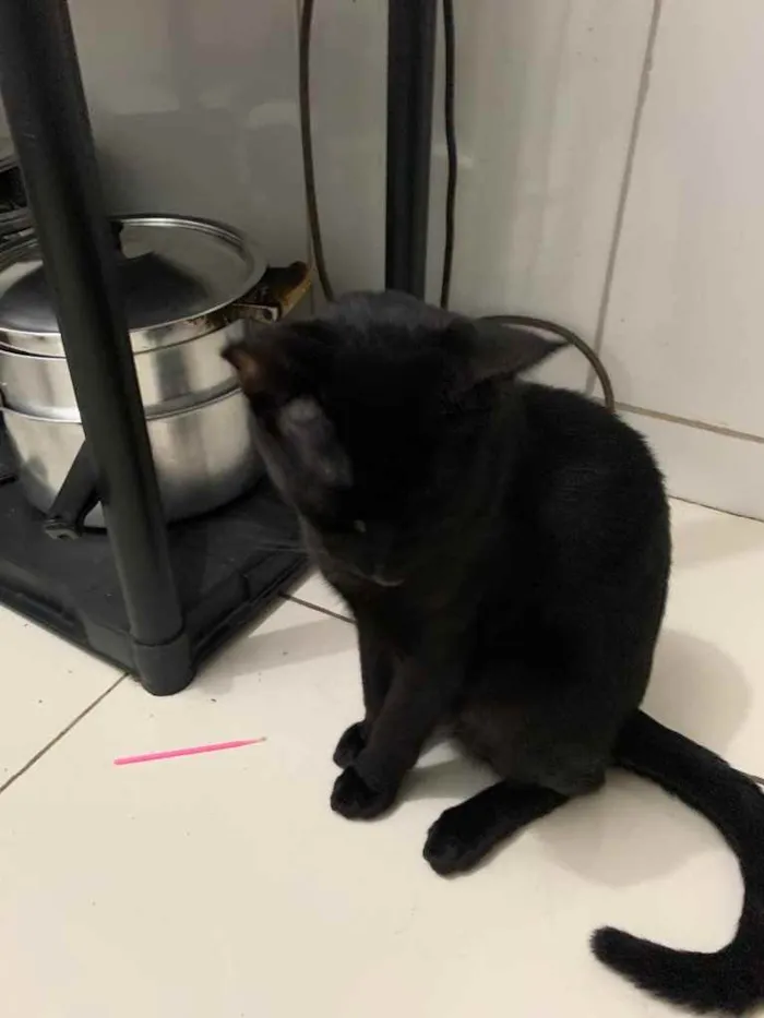 Gato ra a Sem raça  idade 2 a 6 meses nome Zé 