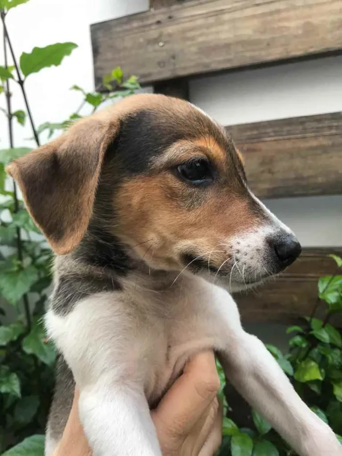 Cachorro raça Sem Raça Definida idade 2 a 6 meses nome Sem nome