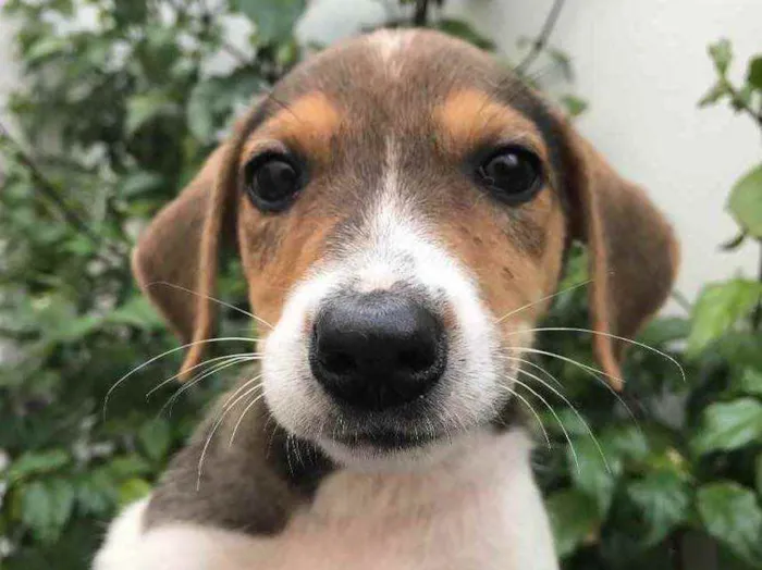 Cachorro raça Sem Raça Definida idade 2 a 6 meses nome Sem nome