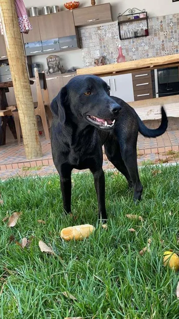 Cachorro raça indefinida idade 2 anos nome Pretinha