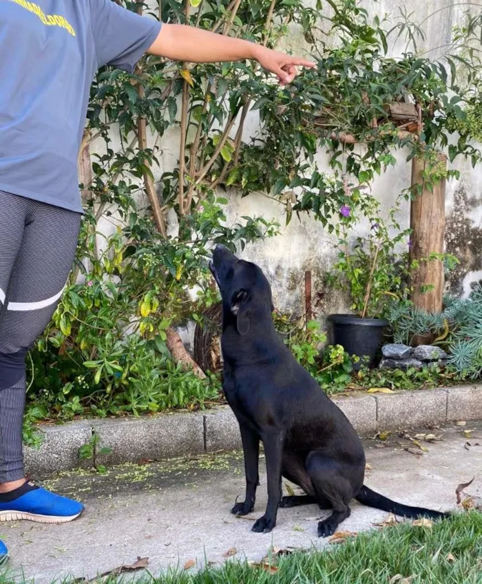 Cachorro raça indefinida idade 2 anos nome Pretinha