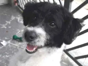 Cachorro raça Sem Raça Definida idade 7 a 11 meses nome Sem nome
