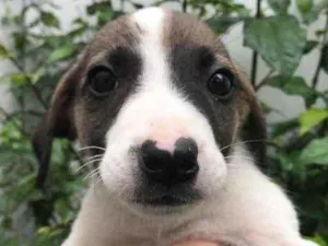 Cachorro raça Sem Raça Definida idade 2 a 6 meses nome Sem nome
