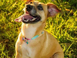 Cachorro raça Srd idade 2 anos nome Malu