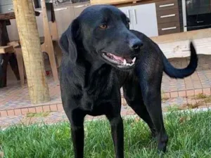 Cachorro raça indefinida idade 2 anos nome Pretinha