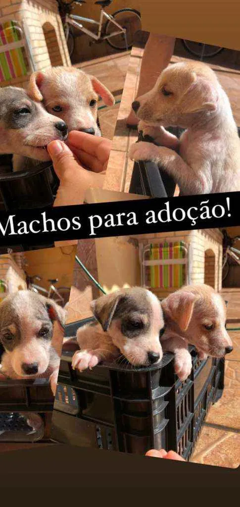Cachorro ra a Srd idade 2 a 6 meses nome Sem nome