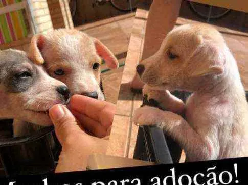 Cachorro ra a Srd idade 2 a 6 meses nome Sem nome
