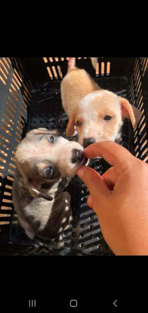 Cachorro ra a Srd idade 2 a 6 meses nome Sem nome