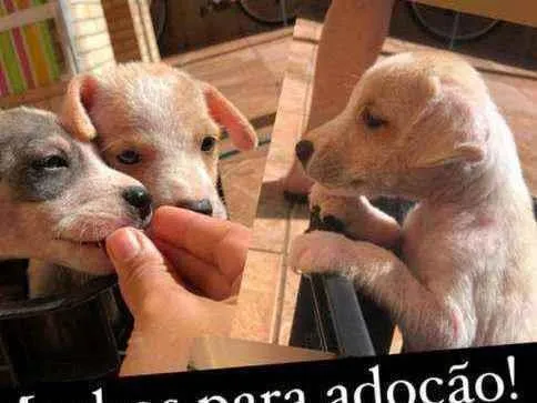 Cachorro ra a Srd idade 2 a 6 meses nome Sem nome