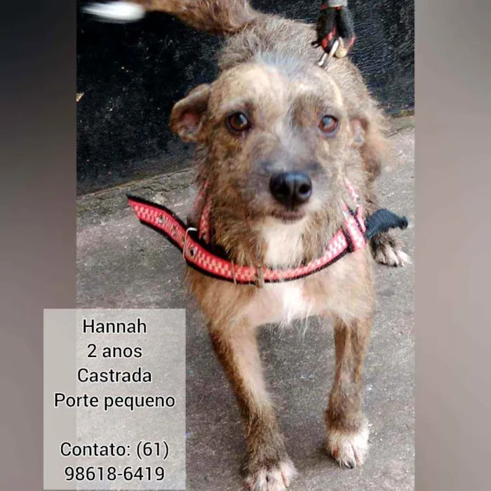 Cachorro ra a SRD idade 2 anos nome Hannah