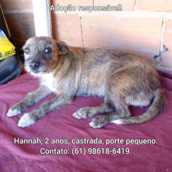 Cachorro ra a SRD idade 2 anos nome Hannah