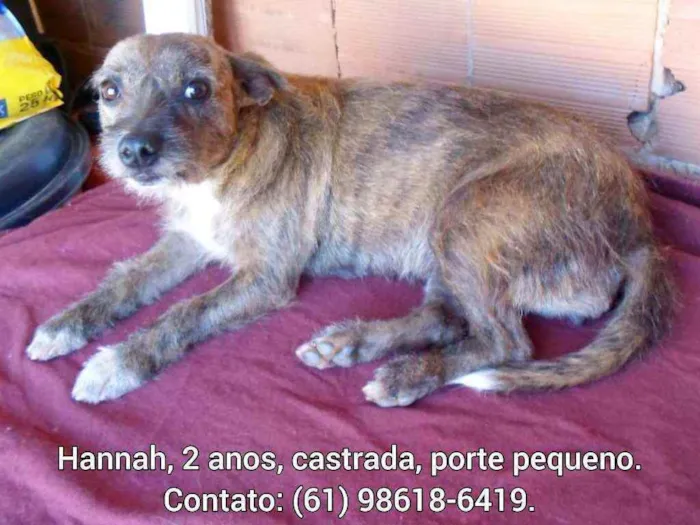 Cachorro ra a SRD idade 2 anos nome Hannah