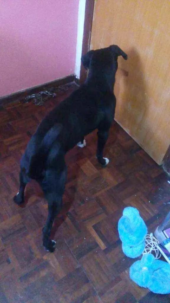 Cachorro ra a Vira-lata idade 2 anos nome Bob