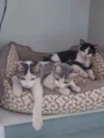 3 filhotes
