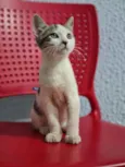 3 filhotes