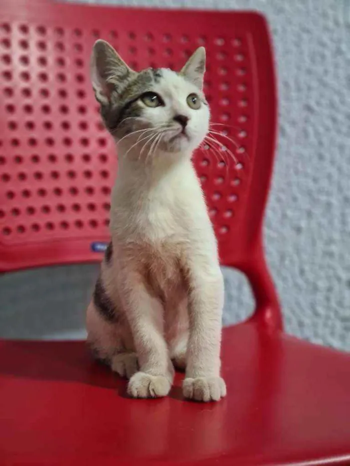 Gato ra a Srd idade 2 a 6 meses nome 3 filhotes