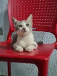 3 filhotes
