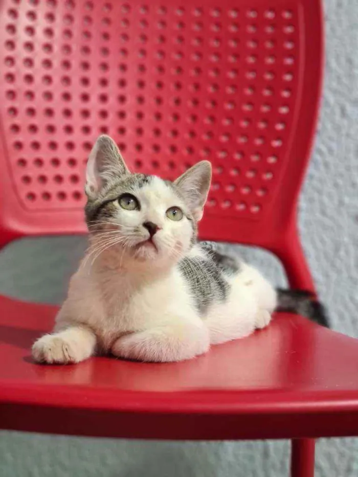 Gato ra a Srd idade 2 a 6 meses nome 3 filhotes