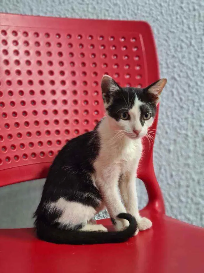 Gato ra a Srd idade 2 a 6 meses nome 3 filhotes