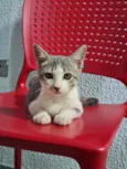 3 filhotes