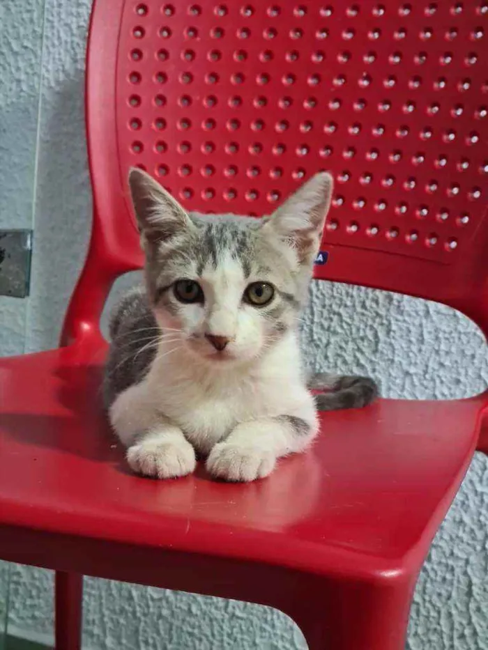Gato ra a Srd idade 2 a 6 meses nome 3 filhotes
