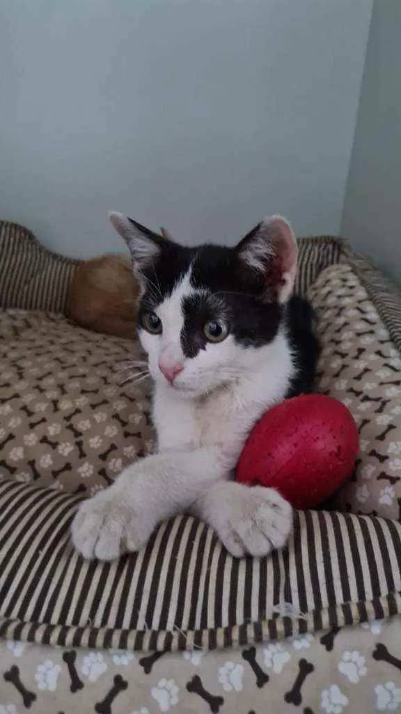 Gato ra a Srd idade 2 a 6 meses nome 3 filhotes