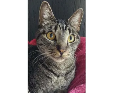 Gato raça Desconhecida  idade 1 ano nome Gata