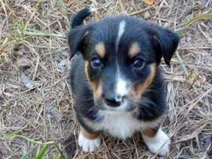 Cachorro raça SRD  idade 2 a 6 meses nome Sem nome 