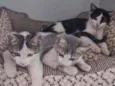 3 filhotes