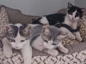 Gato raça Srd idade 2 a 6 meses nome 3 filhotes