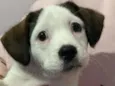 Floquinho