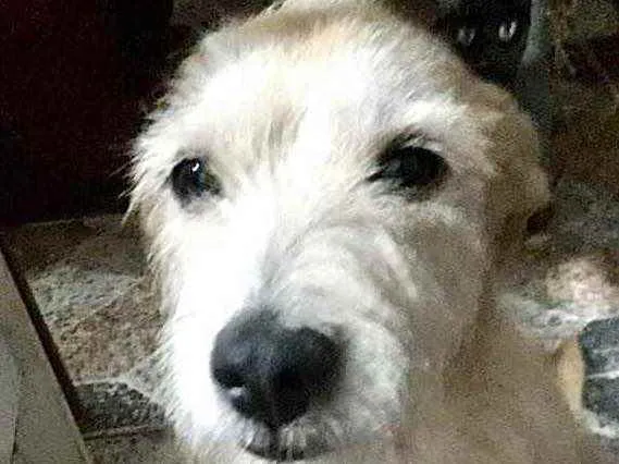 Cachorro raça Srd idade 2 anos nome Princesa urgente 