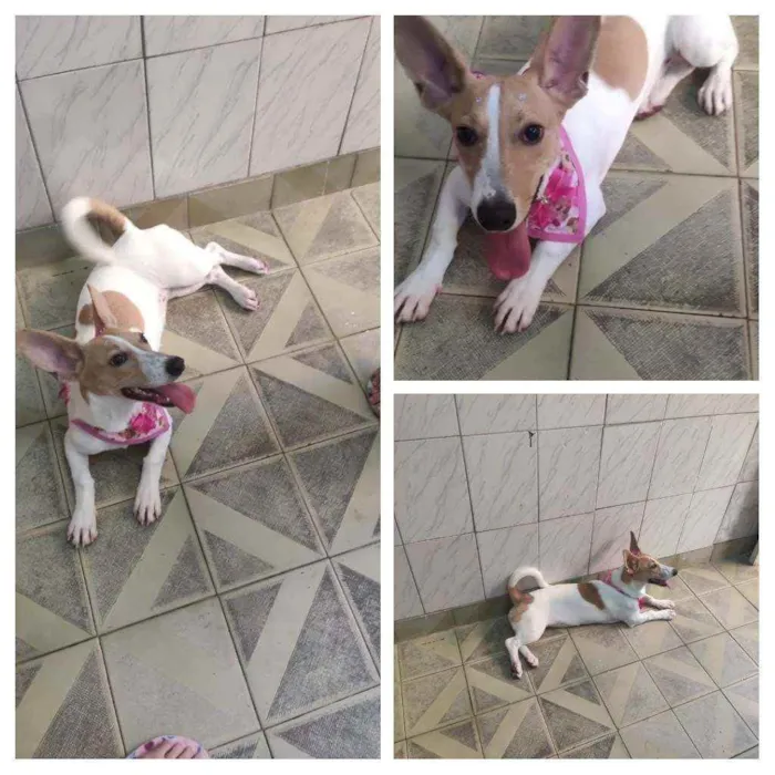Cachorro ra a Jack Russell Terrier idade 1 ano nome Mel