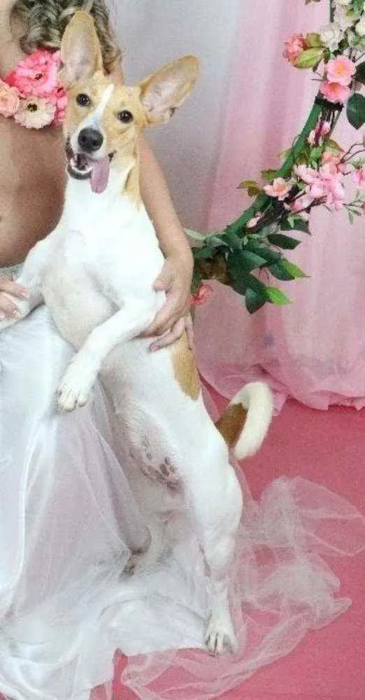 Cachorro ra a Jack Russell Terrier idade 1 ano nome Mel