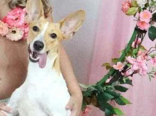 Cachorro ra a Jack Russell Terrier idade 1 ano nome Mel
